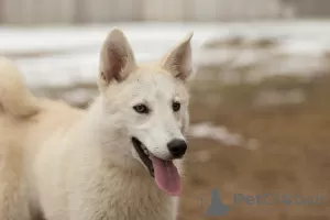 Photo №1. chien bâtard - à vendre en ville de Minsk | Gratuit | Annonce №104717