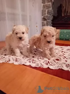 Photos supplémentaires: Un caniche toy et un caniche toy