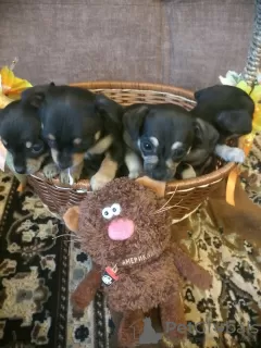 Photo №4. Je vais vendre petit chien russe en ville de Baranovichi. annonce privée, éleveur - prix - 109€