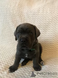 Photo №1. cane corso - à vendre en ville de Москва | négocié | Annonce №8933