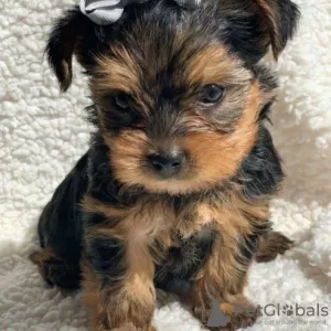 Photo №1. biewer yorkshire terrier - à vendre en ville de Ylläsjärvi | Gratuit | Annonce №128362