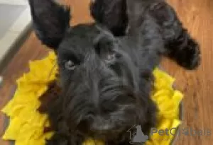 Photo №1. terrier écossais - à vendre en ville de Berlin | Gratuit | Annonce №126247