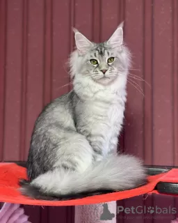 Photo №1. maine coon - à vendre en ville de Texas City | 473€ | Annonce № 105634