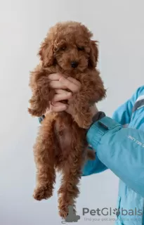 Photo №2 de l'annonce № 9396 de la vente caniche (jouet) - acheter à Fédération de Russie éleveur