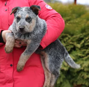 Photos supplémentaires: Chiots guérisseurs australiens