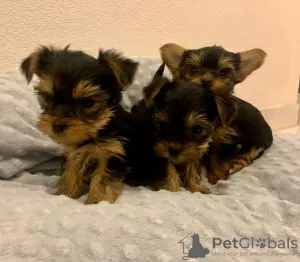 Photo №2 de l'annonce № 71688 de la vente yorkshire terrier - acheter à Australie annonce privée, éleveur