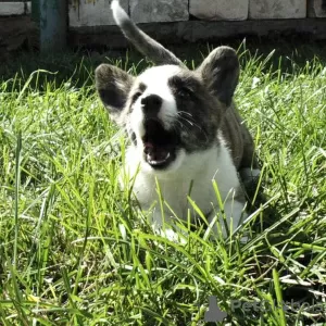 Photos supplémentaires: Chiot corgi gallois