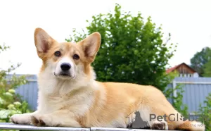 Photos supplémentaires: welsh corgi pembroke chiots filles de Interchampion