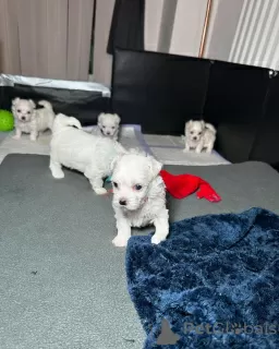 Photo №1. bichon maltais - à vendre en ville de Berlin | négocié | Annonce №124996