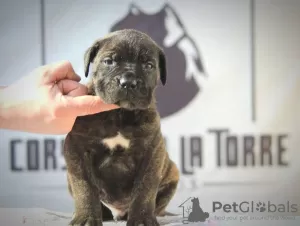 Photo №3. Chiots Cane Corso. Serbie