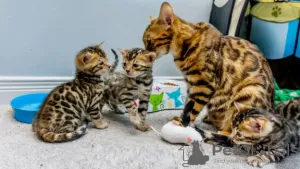 Photo №1. bengal - à vendre en ville de Eindhoven | négocié | Annonce № 58404