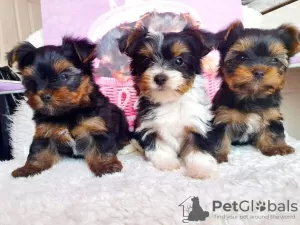 Photo №1. yorkshire terrier - à vendre en ville de Freiburg im Breisgau | 350€ | Annonce №41591