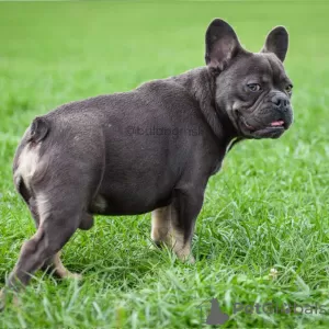 Photo №3. Bouledogue français bleu et feu. Fédération de Russie