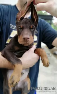 Photos supplémentaires: chiots dobermann