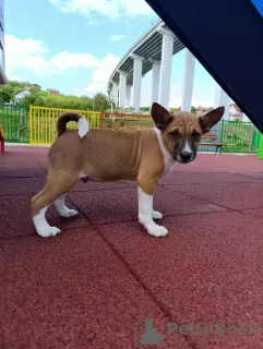 Photos supplémentaires: Chiots Basenji à vendre