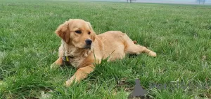 Photos supplémentaires: Chiot Golden Retriever - femelle