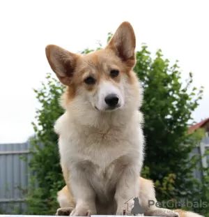 Photos supplémentaires: welsh corgi pembroke chiots filles de Interchampion