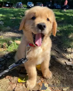 Photo №4. Je vais vendre golden retriever en ville de Nördlingen. annonce privée - prix - 400€