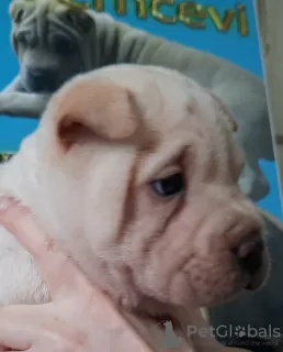 Photo №4. Je vais vendre shar pei en ville de Москва. de la fourrière - prix - négocié