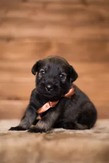 Photos supplémentaires: Des chiots Mittelschnauzer sont proposés, très beaux, mignons et ludiques)