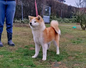 Photos supplémentaires: Chiots Akita Inu japonais