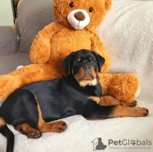 Photo №2 de l'annonce № 63285 de la vente rottweiler - acheter à Pologne annonce privée