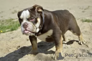 Photos supplémentaires: Chiots bouledogues anglais