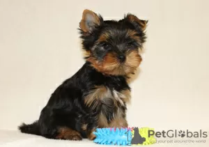 Photos supplémentaires: Chiots Yorkshire Terrier à vendre