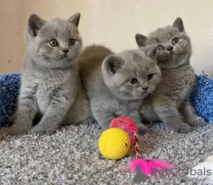 Photo №2 de l'annonce № 109316 de la vente british shorthair - acheter à France 