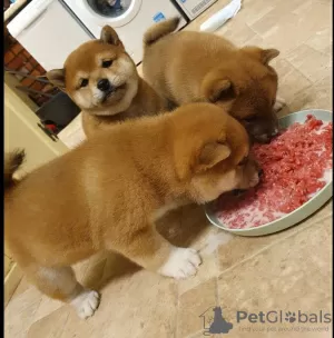 Photo №4. Je vais vendre shiba en ville de Eindhoven. annonce privée - prix - 390€