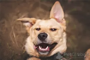 Photos supplémentaires: Le merveilleux chien Denver est entre de bonnes mains.