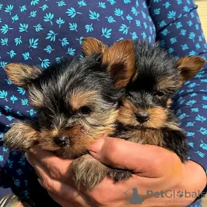 Photo №1. yorkshire terrier - à vendre en ville de San Salvador | négocié | Annonce №77643