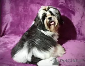 Photo №4. Je vais vendre shih tzu en ville de Долинская. éleveur - prix - négocié