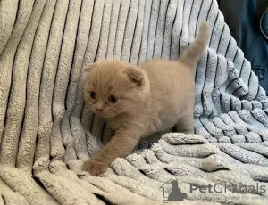 Photo №1. scottish fold - à vendre en ville de Halle | Gratuit | Annonce № 129044