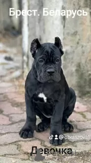 Photo №1. cane corso - à vendre en ville de Brest | 663€ | Annonce №91653