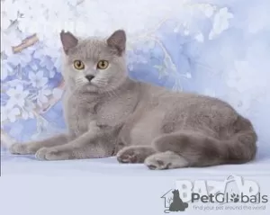 Photo №4. Je vais vendre british shorthair en ville de Stara Zagora. éleveur - prix - 400€