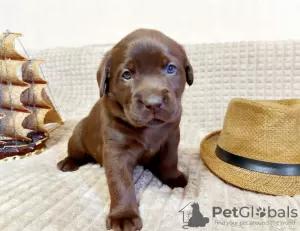 Photo №3. Chiots labrador. Fédération de Russie