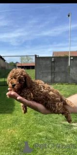 Photos supplémentaires: Petit caniche rouge