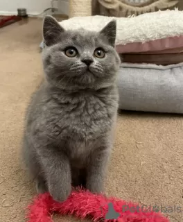 Photo №1. british shorthair - à vendre en ville de Vienna | 300€ | Annonce № 88476