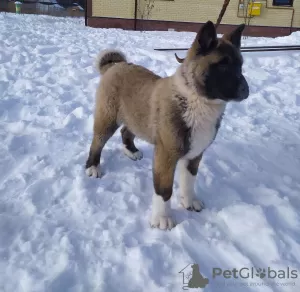 Photo №2 de l'annonce № 9036 de la vente akita américain - acheter à Fédération de Russie éleveur