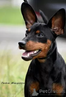 Photo №1. pinscher miniature - à vendre en ville de Kiev | 775€ | Annonce №72133