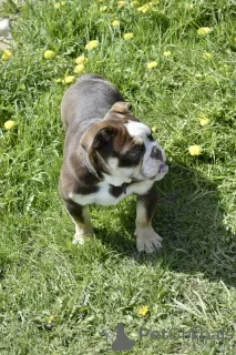 Photos supplémentaires: Chiots bouledogues anglais