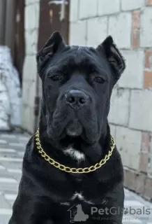 Photo №2 de l'annonce № 10600 de la vente cane corso - acheter à Fédération de Russie de la fourrière