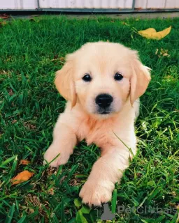 Photo №3. CHIOTS GOLDEN RETRIEVER DISPONIBLES. USA