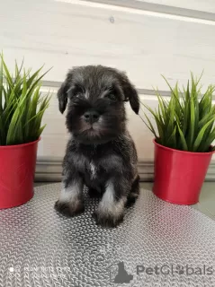 Photo №1. schnauzer miniature - à vendre en ville de Москва | négocié | Annonce №10425