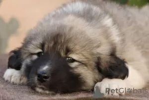 Photos supplémentaires: Chiots berger allemand du Caucase