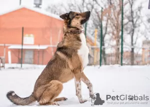 Photos supplémentaires: Bim, un jeune chien joyeux, cherche un foyer.