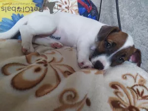 Photo №1. jack russell terrier - à vendre en ville de Москва | 480€ | Annonce №8080