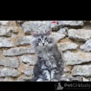 Photo №1. maine coon - à vendre en ville de Aigle | 379€ | Annonce № 9946