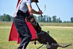 Photo №4. Je vais vendre dobermann en ville de Gorzów Wielkopolski. éleveur - prix - 1900€